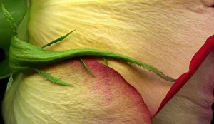 Images Dated 9th March 2010: Close up of a rose