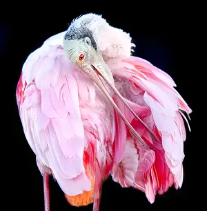 Close Up of Roseate Spoonbill (Platalea ajaja) Preening Against Black Background
