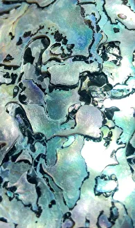 Pearl Collection: Close up of shell detail, Cape Town, South Africa