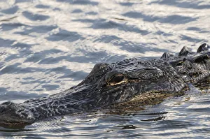 Images Dated 7th December 2007: Close up of swimming American alligator, Alligator mississippiensis