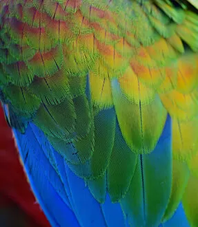 Modern Bird Feather Designs Gallery: Close up texture of Macaw feathers