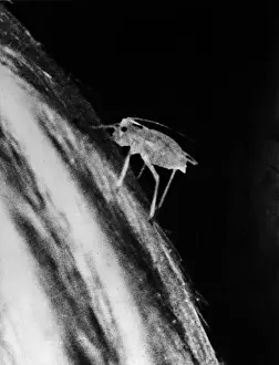 Close-Up Aphis