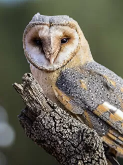 Tree Stump Gallery: Close-Up Of Barn Owl perched on an old trunk of tree hunting. Spain