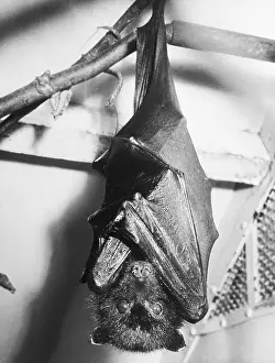 Close-Up of Bat Hanging Upside Down