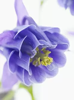 Images Dated 9th July 2012: close-up of blue columbine