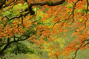 Oregon Collection: Close-up of branch in Portland Japanese Garden, Portland, Oregon, USA