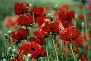 Images Dated 3rd July 2006: Close-Up of Bright Red Poppy Flowers in a Field