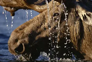Antler Prints: Close-up of bull moose (Alces alces) with water dripping off antlers