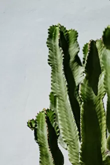 Close-Up Of Cactus Against White Wall