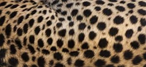Images Dated 8th January 2012: Close-up of cheetah spots on the animals hide in Serengeti National Park, Tanzania