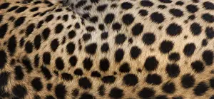 Cheetah Prints: Close-up of cheetah spots on the animals hide in Serengeti National Park, Tanzania
