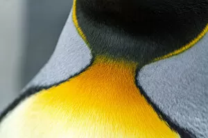Modern Bird Feather Designs Gallery: Close-up of the colorful neck feathers of a King Penguin