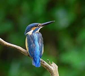 Images Dated 17th November 2015: Close-Up Of Common Kingfisher Perching On Branch