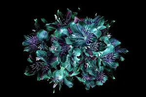 Stamen Prints: Close-up, creative image of Peruvian lillies also known as Alstromeria against a black background