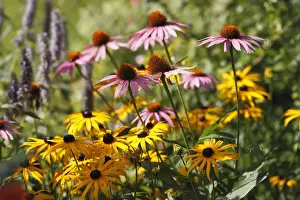 Stamen Prints: Close-up of Eastern Purple coneflowers (Echinacea purpurea) flowering