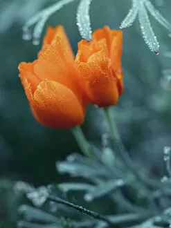 The Poppy Flower Gallery: Close-up eschscholzia flower with morning dew. Wet orange color flowers