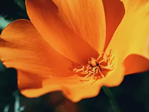 The Poppy Flower Gallery: Close-up eschscholzia flower at summer morning. Bright orange color flowers