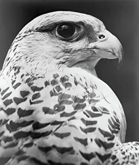 Falcon Prints: Close-Up of a Falcon