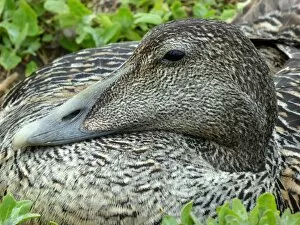 Images Dated 16th May 2016: Close-up of female eider (Somateria mollissima) sitting on nest