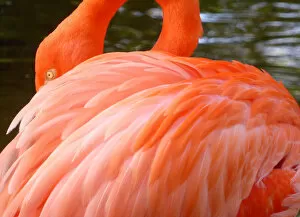 Images Dated 1st August 2013: Close-Up of a Flamingo