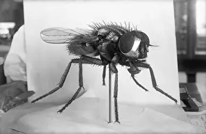 Dead Prints: Close-Up Of A Fly