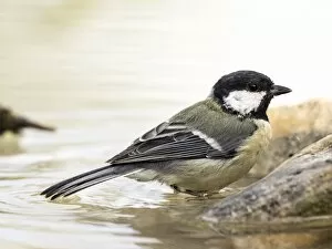 Images Dated 15th September 2016: Close-Up Of Great Tit, (Parus major), Species (Paridae), Bathing inside a water puddle