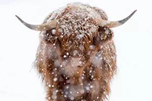 Images Dated 22nd February 2017: Close-Up Of Highland Cattle with snow