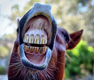 Close-Up Of Horse Teeth