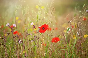 Prints of Field Poppy is also sometimes called Common Poppy, Flanders Poppy, Corn Poppy or just Red Poppy all are Papaver Rhoeas Wildflower Meadow Prints: Close-up image of the beautiful summer flower Common red Poppy flower