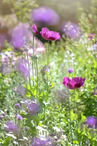 Prints of Wildflower Meadows Wildflower Meadow Prints: Close-up image of the beautiful summer flowering Opium Poppy also known as Papaver Somniferum in an English Cottage