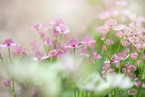 Prints of Astrantia major. greater masterwort. A. major is an erect, clump-forming perennial with scarcely 3-5-lobed leaves, and flower stems to 60cm, bearing flower heads in stalked, compound umbels Wildflower Meadow Prints: Close-up image of the beautiful summer flowering perennial plant Astrantia major also known as Masterwort