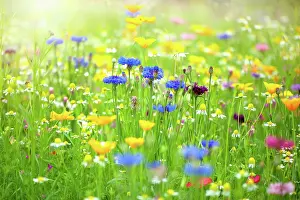 Close-up image of a beautiful summer wildflower meadow in hazy sunshine