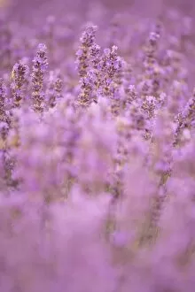 Images Dated 6th July 2014: Close-up lavender in Provence, France