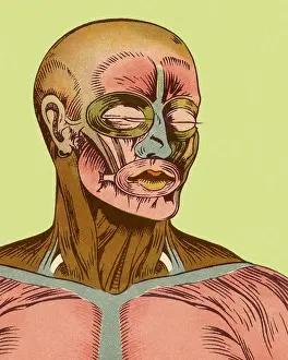Close-up of Muscles of Head and Chest
