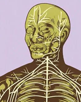 Green Background Prints: Close-up of Nerves of Head and Chest