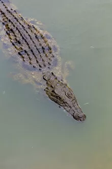 Images Dated 6th November 2013: Close-up of Nile crocodile (Crocodylus niloticus) swimming in a pond on a Crocodile farm in