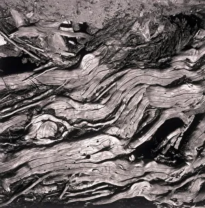Bark Collection: Close-up of old tree