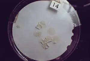 Close-up of petri dish of the ED31 Bacteria and Spores Student experiment
