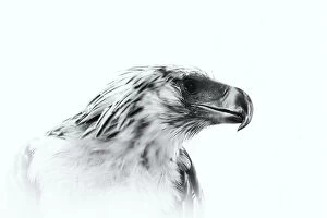Images Dated 23rd March 2015: Close-Up, Philippine Eagle, Eagle, White Background, White Color, No People, Studio Shot
