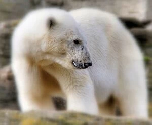 Close-Up Of Polar Bear On Field