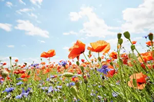 Prints of Wildflower Meadows Wildflower Meadow Prints: Close-Up of poppies and cornflowers on meadow against sunlight and blue sky