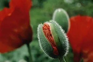 Images Dated 3rd July 2006: Close-Up of a Poppy Bud About to Bloom
