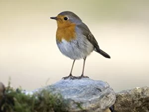 Images Dated 13th November 2016: Close-Up Of Robin (Erithacus rubecula), standing on a stone. Spain, Europe