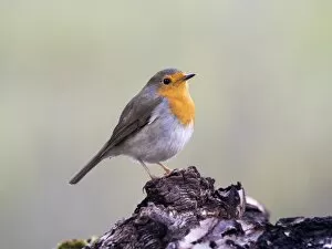 Images Dated 6th November 2016: Close-Up Of Robin (Erithacus rubecula), standing on a branch of tree. Spain, Europe