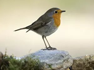 Images Dated 13th November 2016: Close-Up Of Robin (Erithacus rubecula), standing on a rock. Spain, Europe