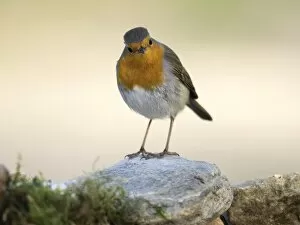 Images Dated 13th November 2016: Close-Up Of Robin (Erithacus rubecula), standing on stone. Spain, Europe