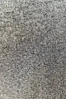 Otariidae Prints: Close-up of sealskin, Brown Fur Seal or Cape Fur Seal -Arctocephalus pusillus