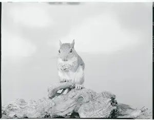 Close-up of Squirrel