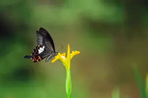 Alexander Spatari Prints: Close-up of a swallowtail butterfly (Papilio Polyxenes) on yellow flower