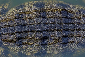 Images Dated 6th November 2013: Close-up texture of a the shin on a Nile Crocodiles back, Western Cape Province, South Africa